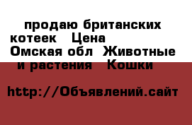 продаю британских котеек › Цена ­ 1500-2000 - Омская обл. Животные и растения » Кошки   